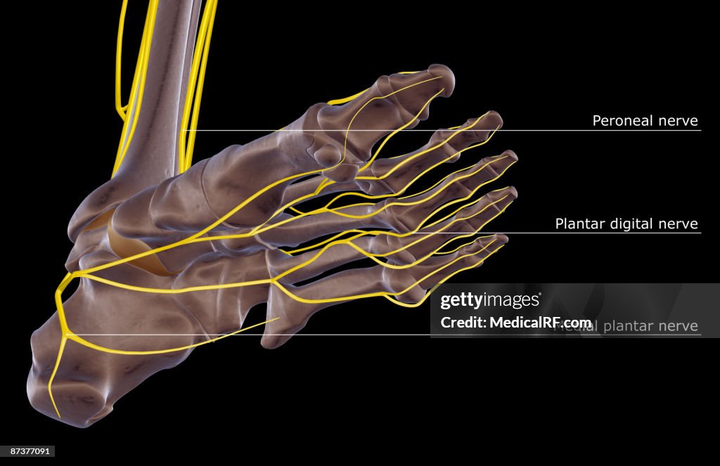 The nerves of the foot