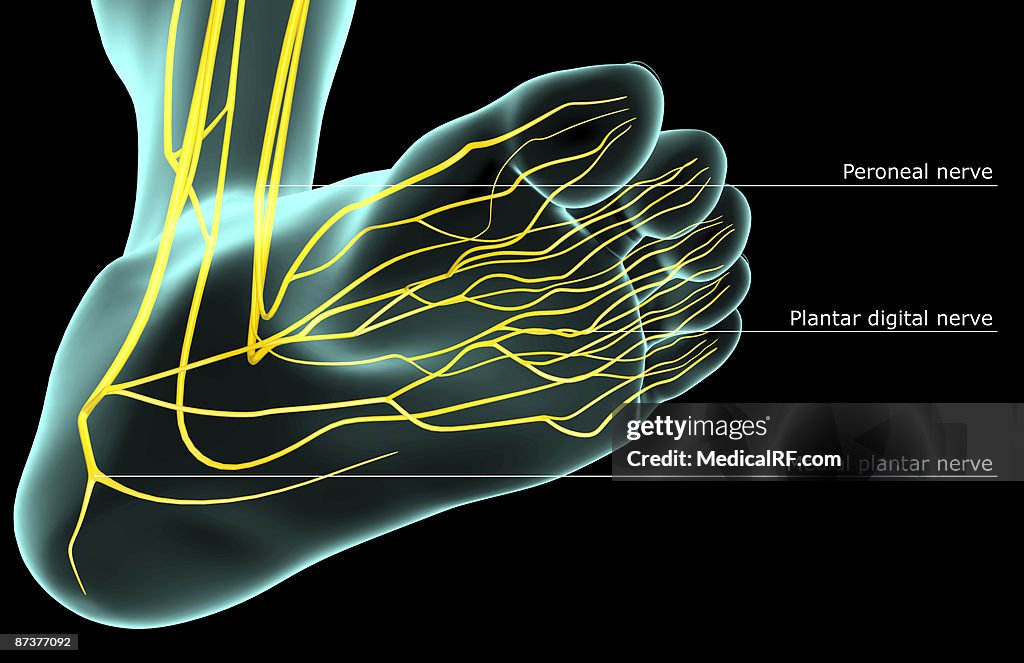 The nerves of the foot