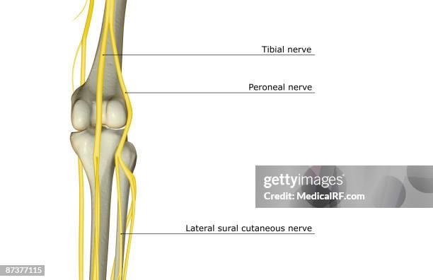 The Nerve Supply Of The Knee High-Res Vector Graphic Getty Images