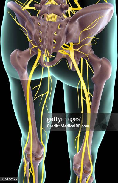 illustrations, cliparts, dessins animés et icônes de the nerves of the lower limb - nerf crural