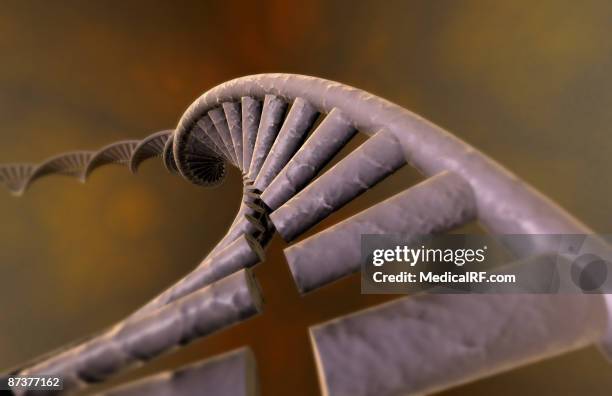 Dna Relistic 170 Realistic Dna Stock Photos, High-Res Pictures, and Images - Getty ...