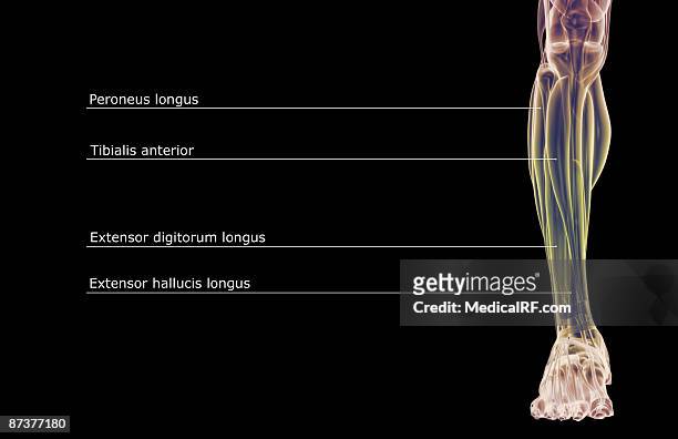 ilustrações, clipart, desenhos animados e ícones de the muscles of the leg - fibularis longus muscle