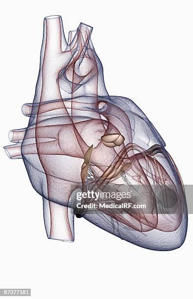 ilustrações de stock, clip art, desenhos animados e ícones de the heart - ventrículo direito