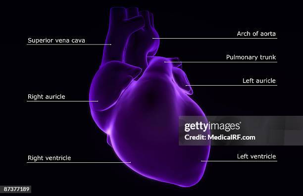162 Heart Anatomy With Labels Stock Photos, High-Res Pictures, and