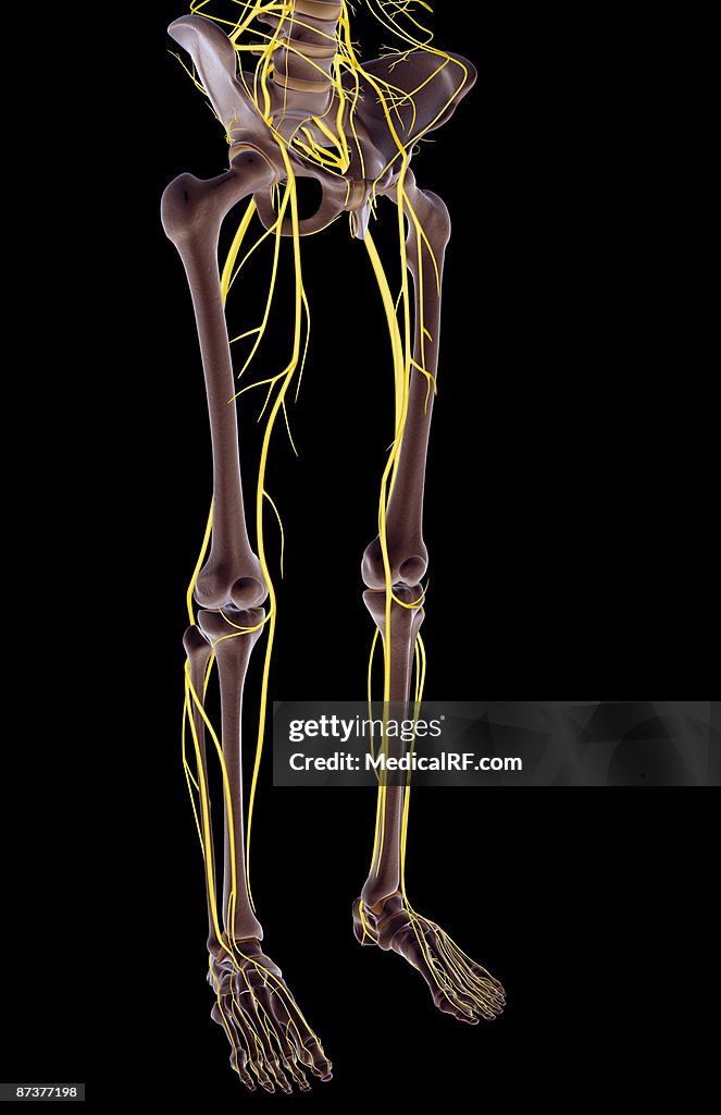 The nerves of the lower body