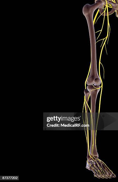 ilustrações de stock, clip art, desenhos animados e ícones de the nerves of the lower limb - ciática