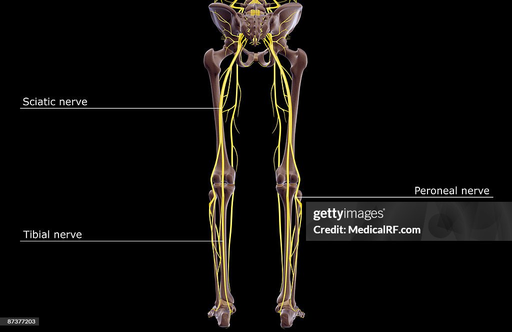 The nerves of the lower body