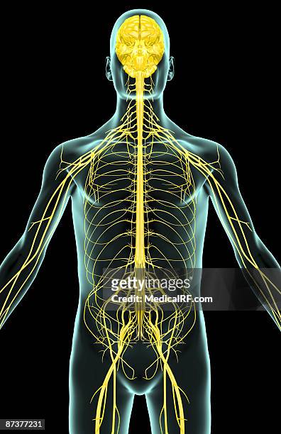 the nerves of the upper body - plexus lumbalis stock-grafiken, -clipart, -cartoons und -symbole