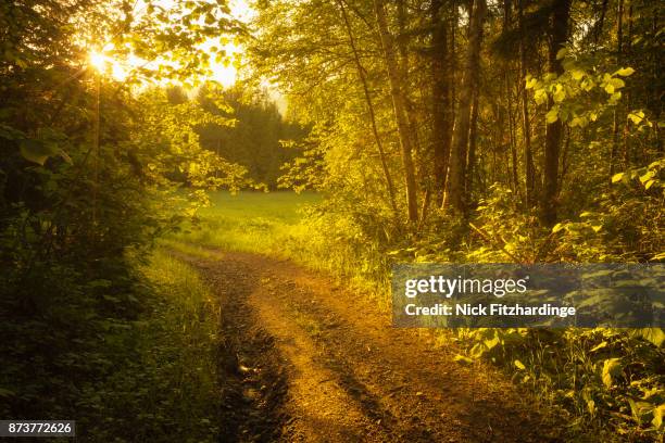 a dirt road leading to the light near lumby, british columbia, canada - road light trail stock pictures, royalty-free photos & images