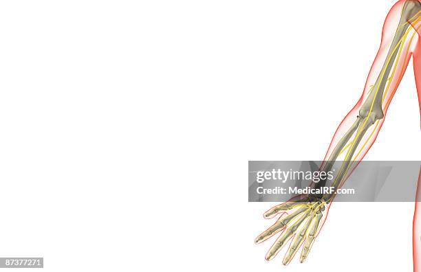 the nerves of the upper limb - skeleton hand stock illustrations
