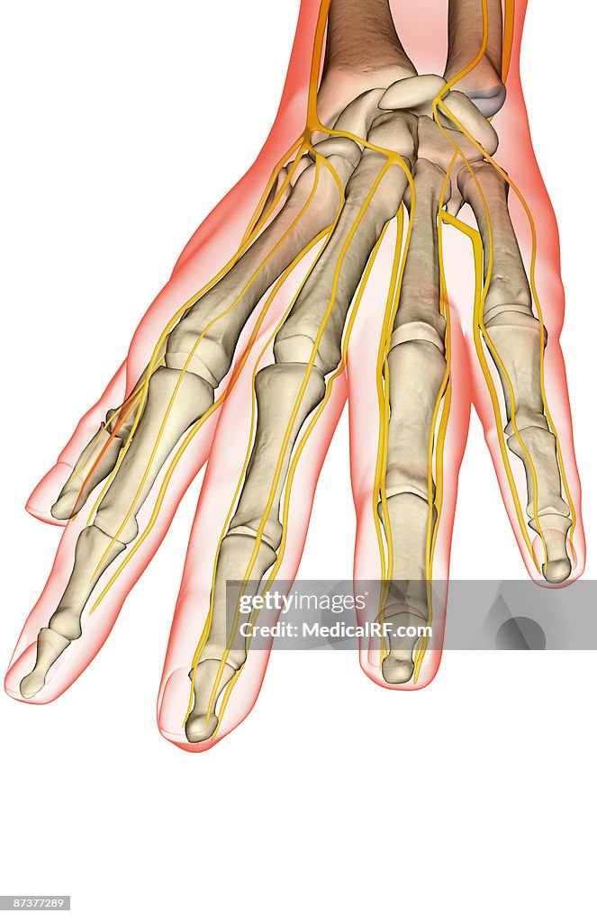 The Nerves Of The Hand High-Res Vector Graphic - Getty Images