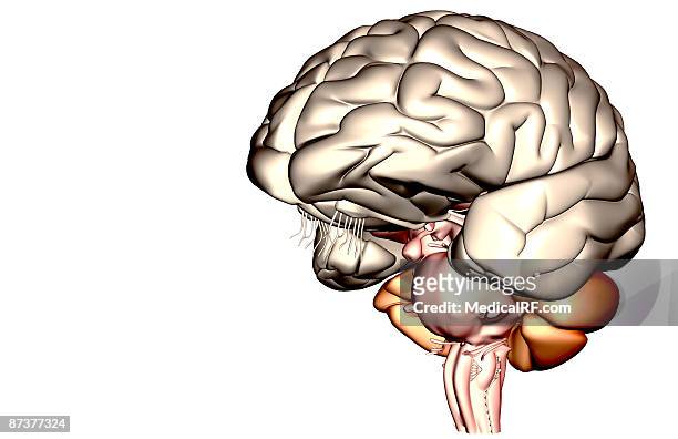 ilustrações de stock, clip art, desenhos animados e ícones de the brain - medulla oblongata