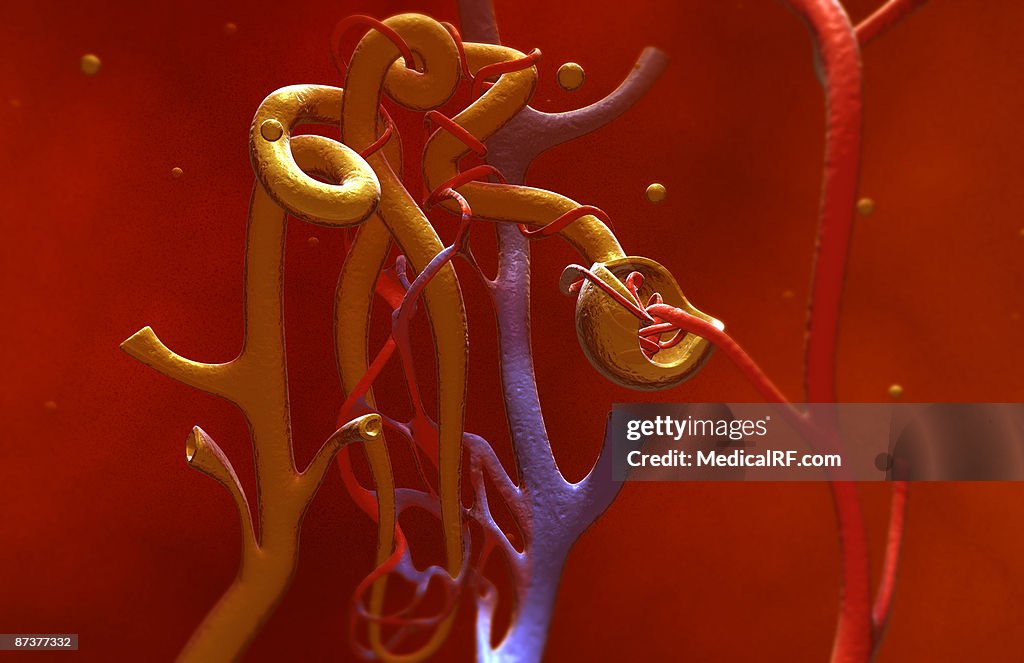 Glomerulus