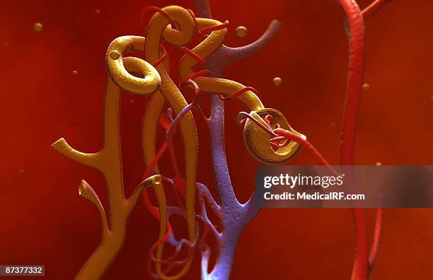 glomerulus - glomerulus stock illustrations