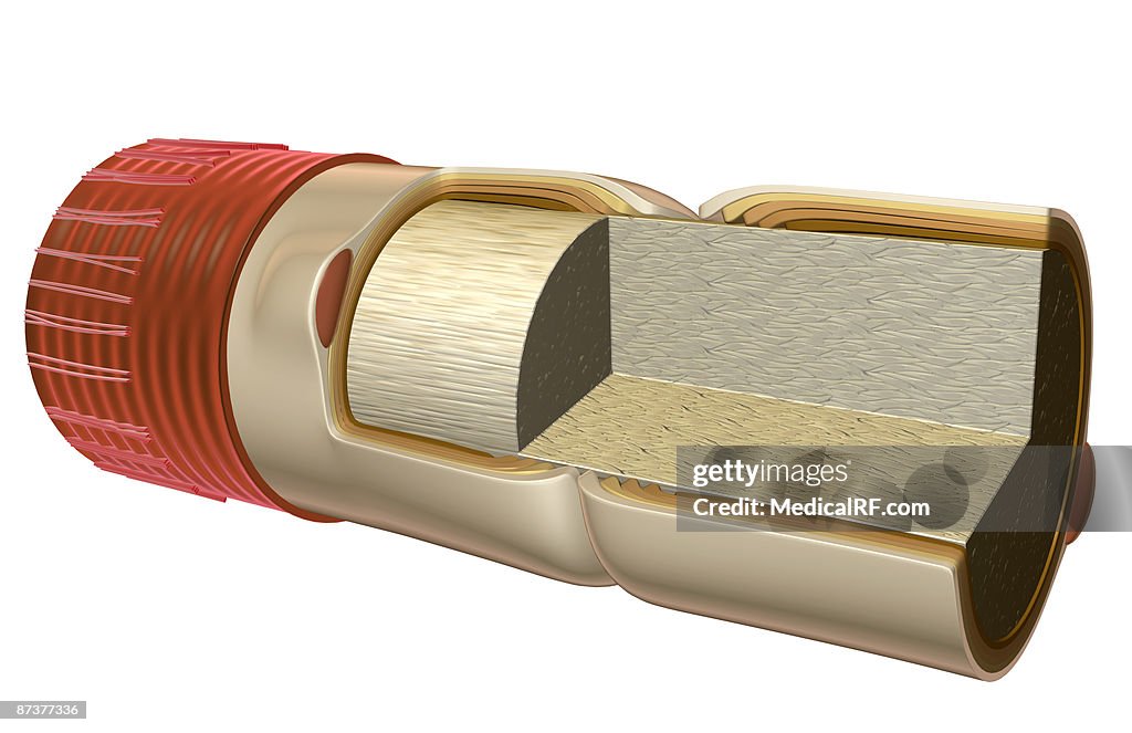 Nerve fibre