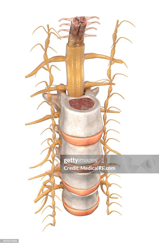 The spinal cord