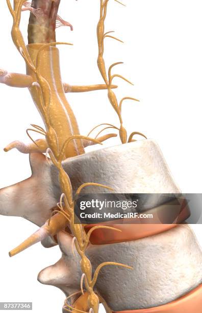 Sensorial Roots 176 Sensory Roots Stock Photos, High-Res Pictures, and Images - Getty ...