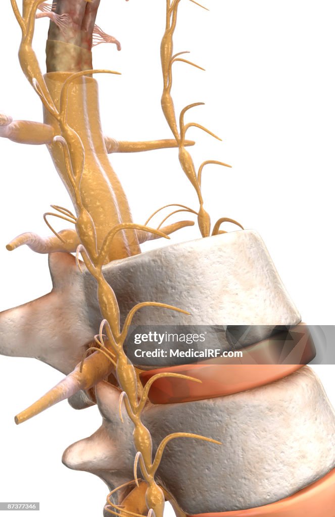 The spinal cord