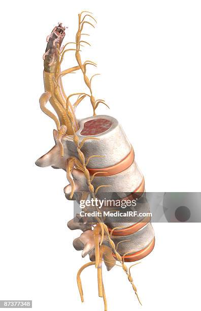 the spinal cord - dura mater stock illustrations