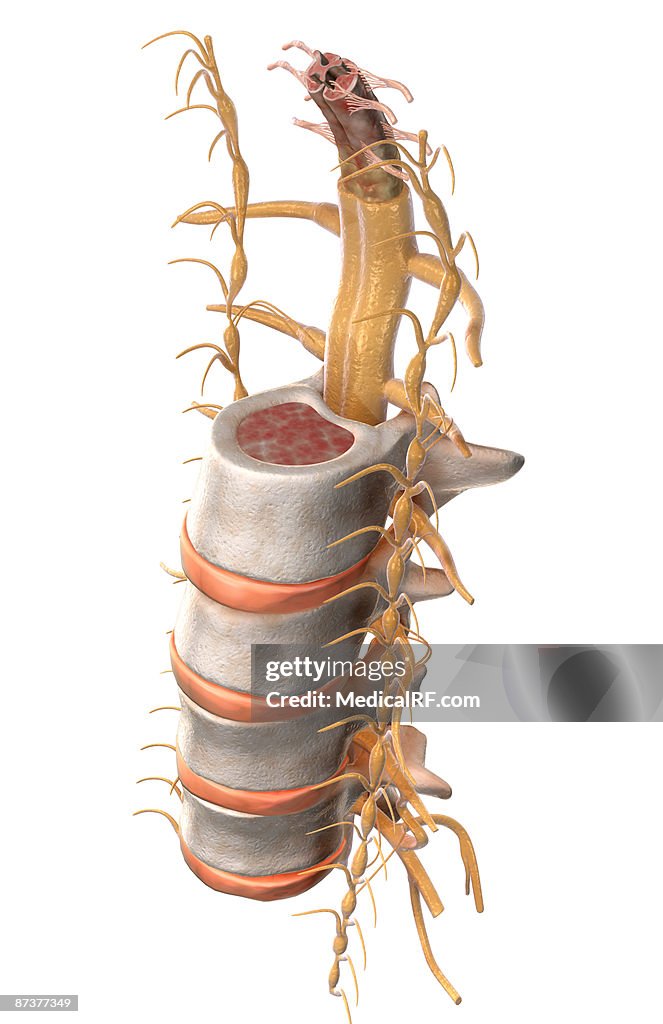 The spinal cord
