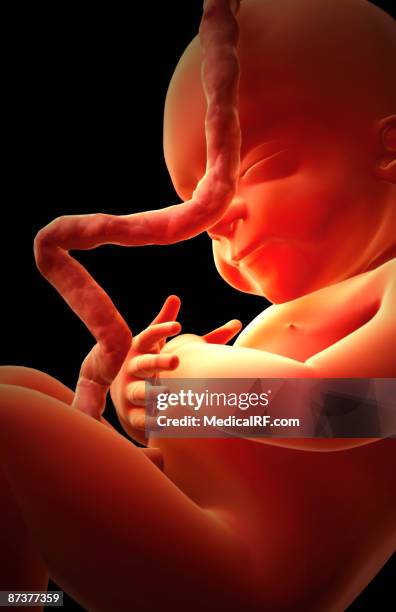embryonic development - embryo stock illustrations