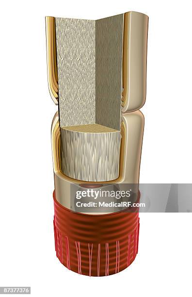 nerve fibre - node of ranvier stock illustrations