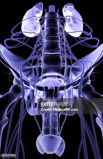 nerve supply of the urinary system - plexus lumbalis stock-grafiken, -clipart, -cartoons und -symbole
