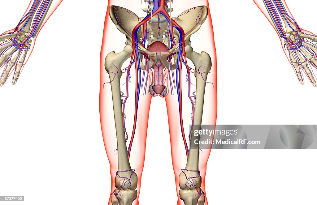 The blood supply of the male reproductive organs