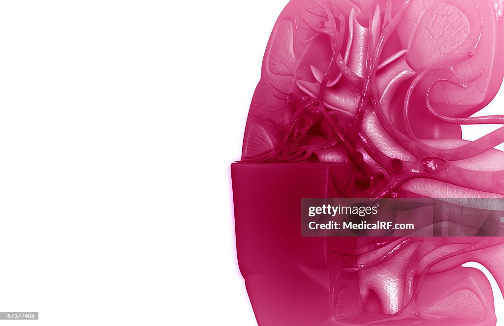 Blood supply of the kidneys