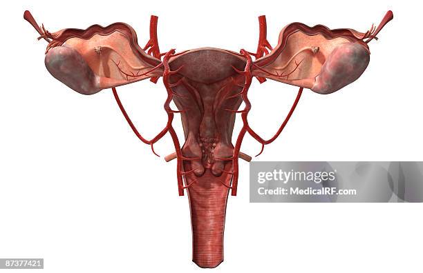 the arteries of the female reproductive system - uterine wall stock illustrations