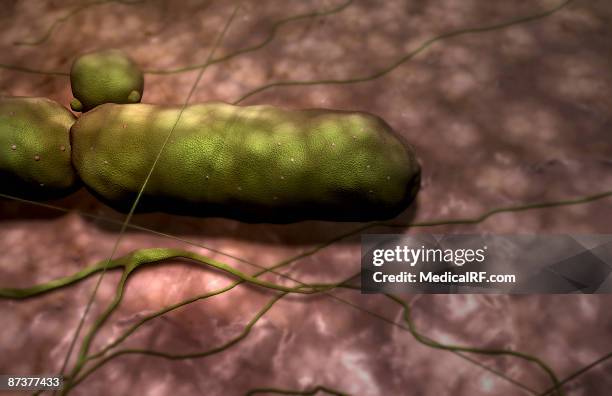 anthrax bacterium - clostridium stock illustrations