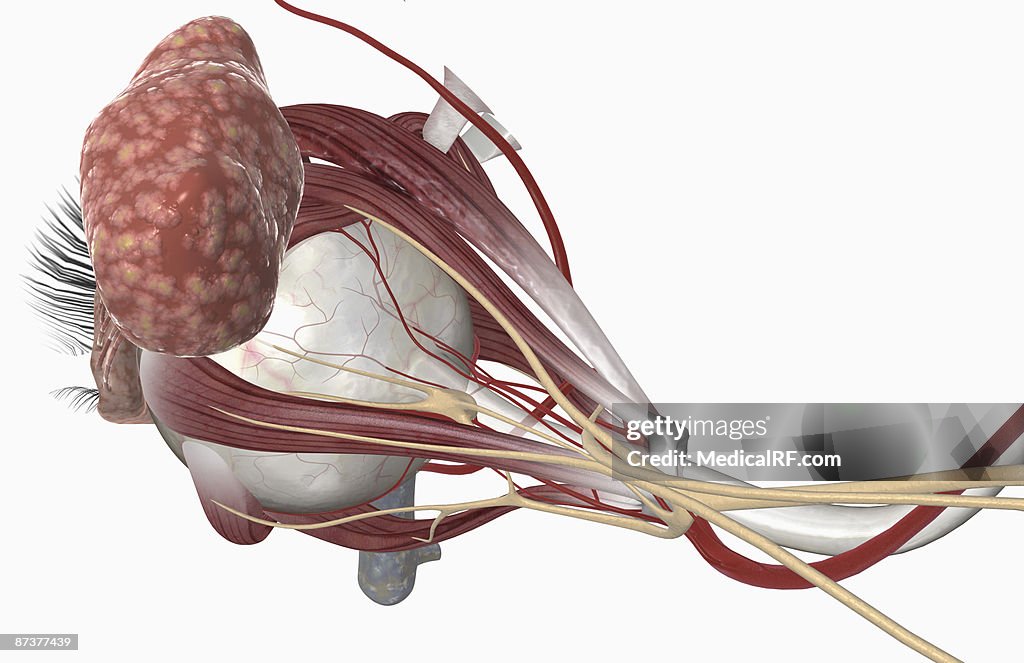 External anatomy of the eye