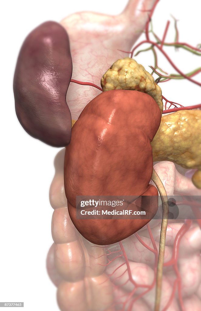 Accessory digestive organs