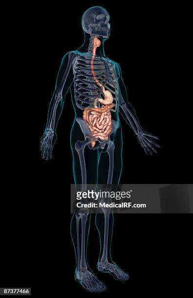 the digestive system - pharynx stock-grafiken, -clipart, -cartoons und -symbole