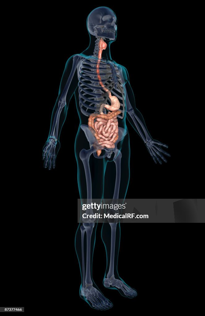 The digestive system