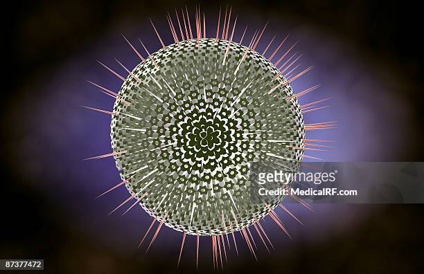 ilustrações de stock, clip art, desenhos animados e ícones de herpes virus structure - vírus herpes simplex