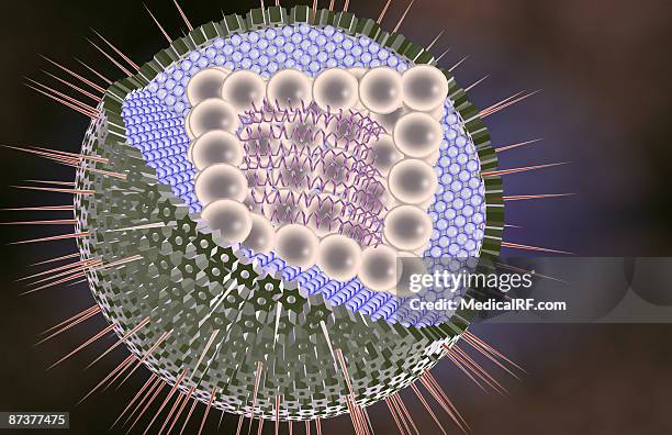 ilustrações de stock, clip art, desenhos animados e ícones de herpes virus structure - vírus herpes simplex