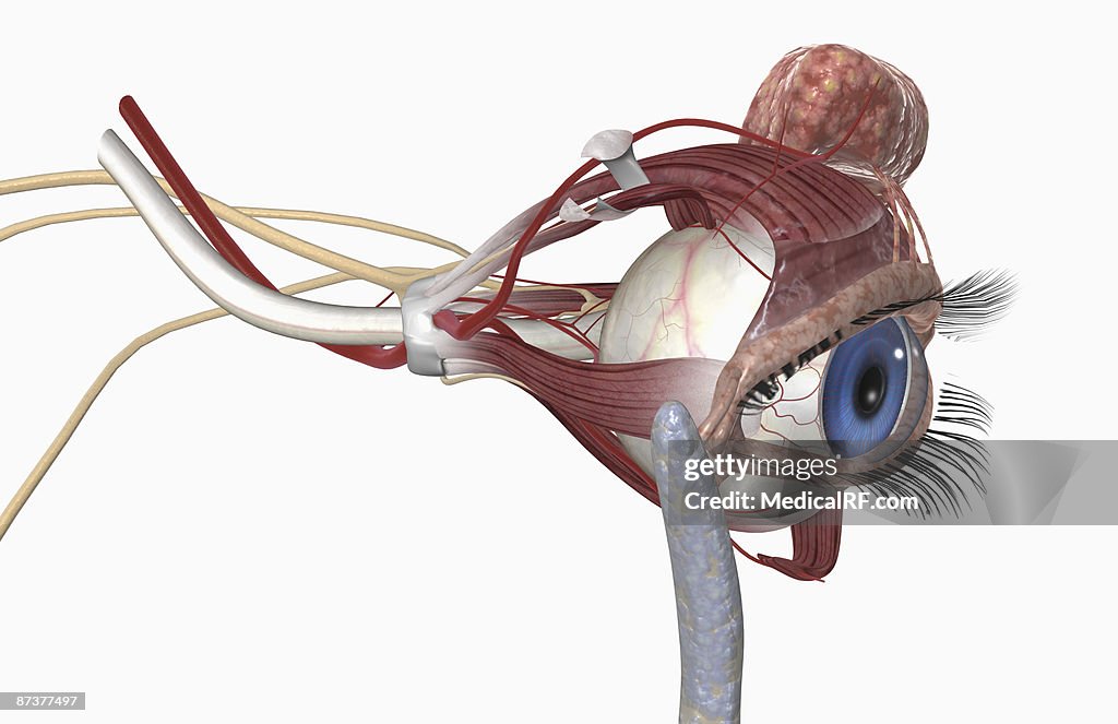The lacrimal apparatus