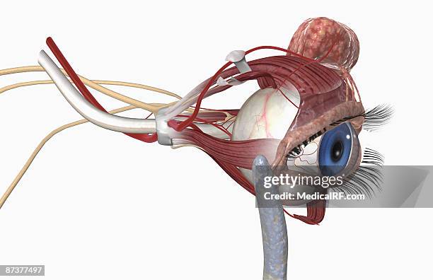 the lacrimal apparatus - exocrine gland stock illustrations