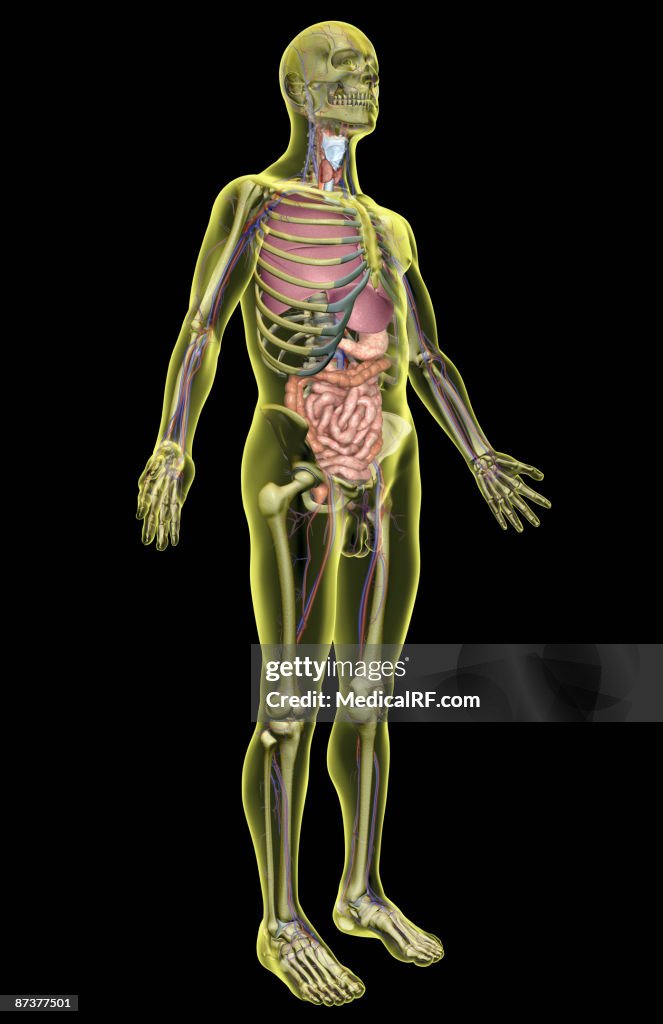 The digestive system