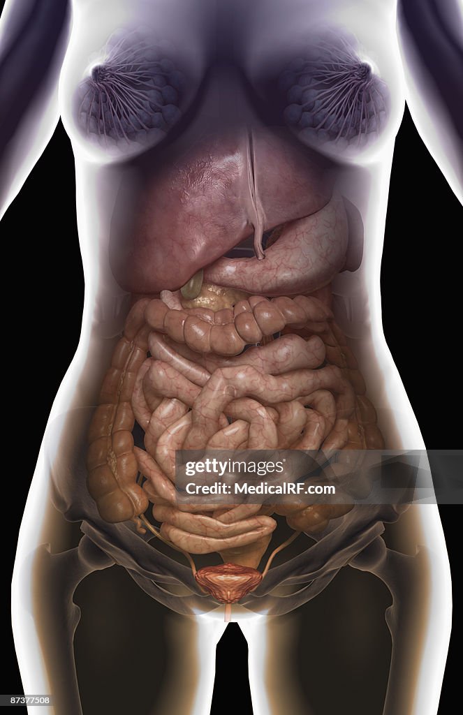 The digestive system