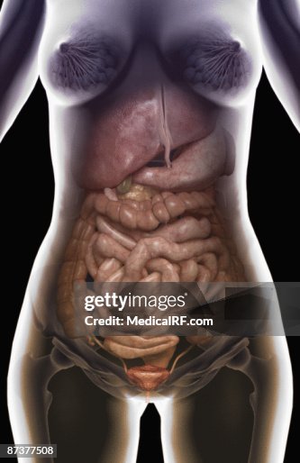 The digestive system The digestive system