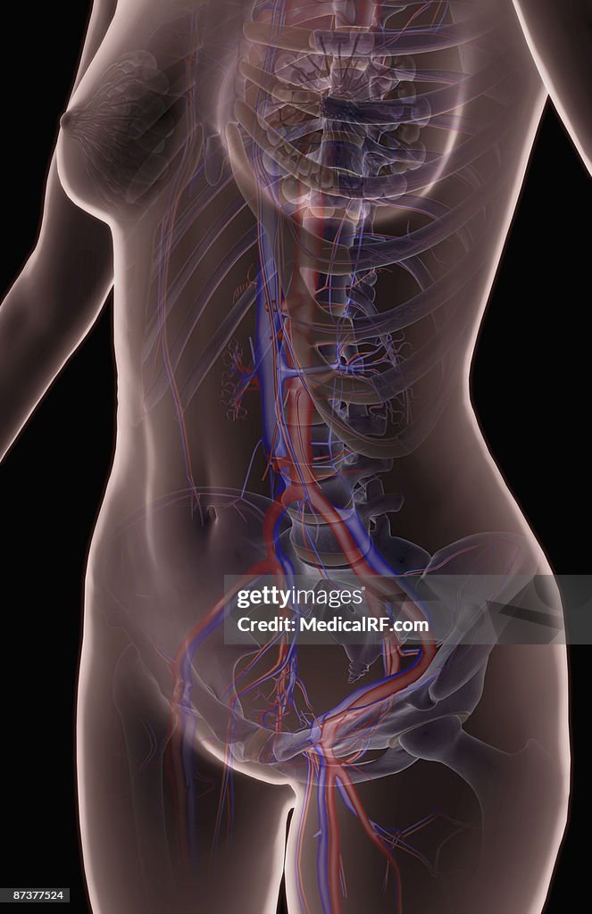 The blood supply of the upper body
