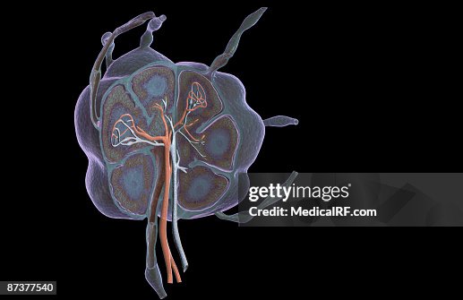 Lymph node Lymph node