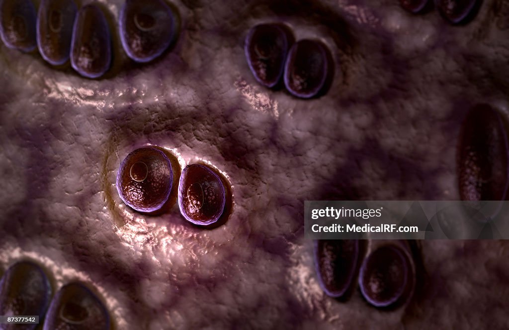 Hyaline cartilage