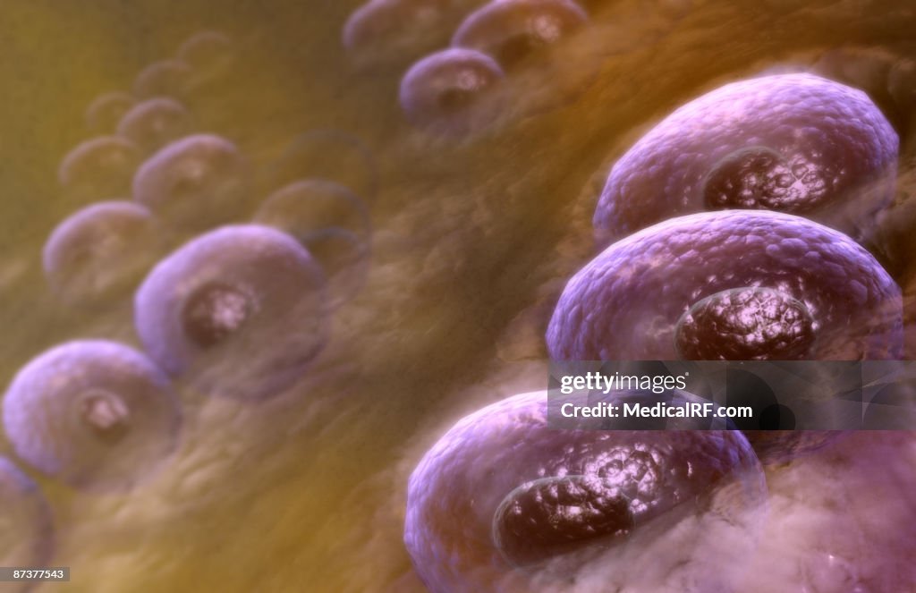 Hyaline cartilage