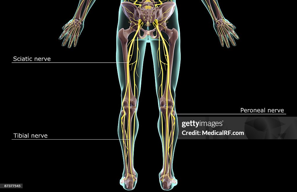 The nerves of the lower body