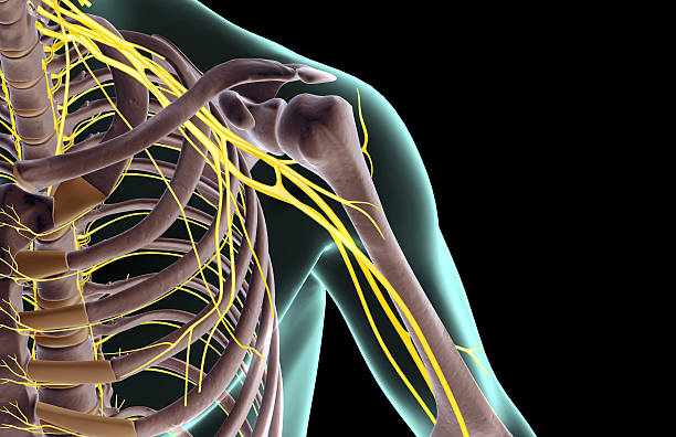 ilustraciones, imágenes clip art, dibujos animados e iconos de stock de the nerves of the shoulder - plexo braquial