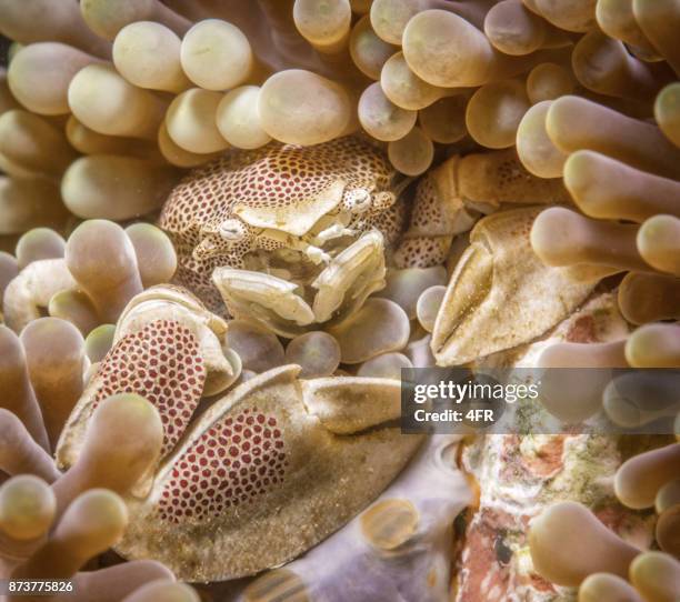 red spotted porcelain crab, neopetrolisthes maculatus hiding in an anemone - marine camouflage stock pictures, royalty-free photos & images