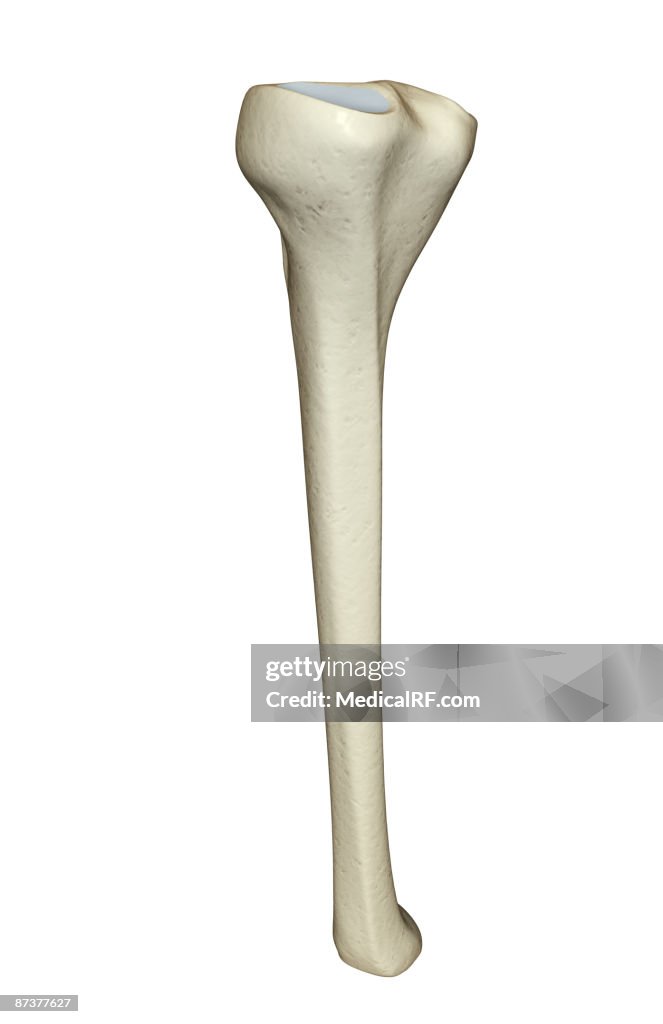 Tibia Up Close The Tibia High-Res Vector Graphic - Getty Images